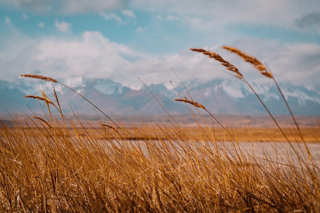 landscape, spike, weed, field
