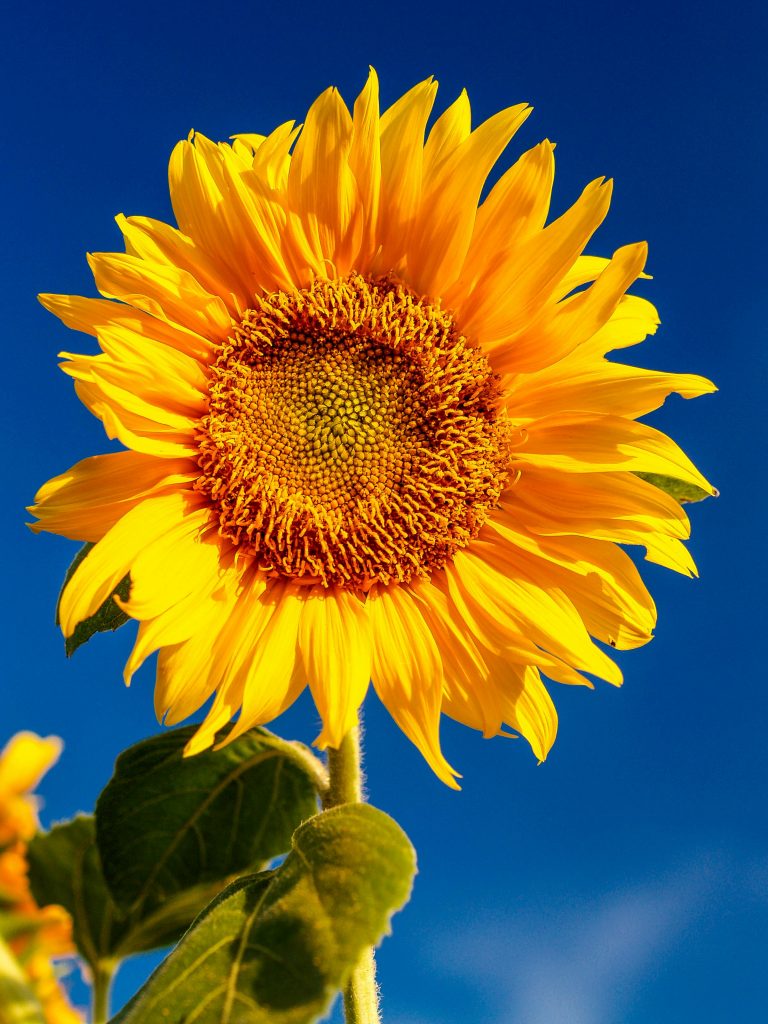 pexels-photo-1214259-1214259 Close-up of a vibrant sunflower in full bloom under a clear blue sky.